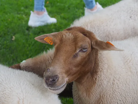 Openluchtmuseum Bokrijk (België)